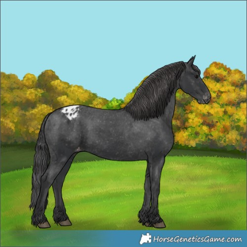 Horse Color:Black Appaloosa Rabicano 
