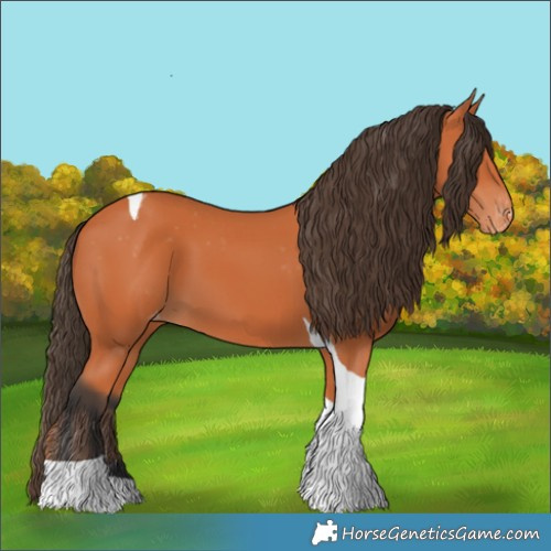 Horse Color:Bay Tobiano Appaloosa 