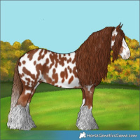 Horse Color:Chestnut Splash Near Leopard 