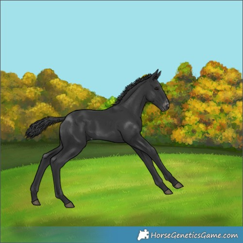 Horse Color:Black Appaloosa Rabicano