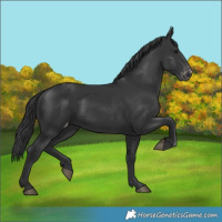 Horse Color:Black Varnish Rabicano 