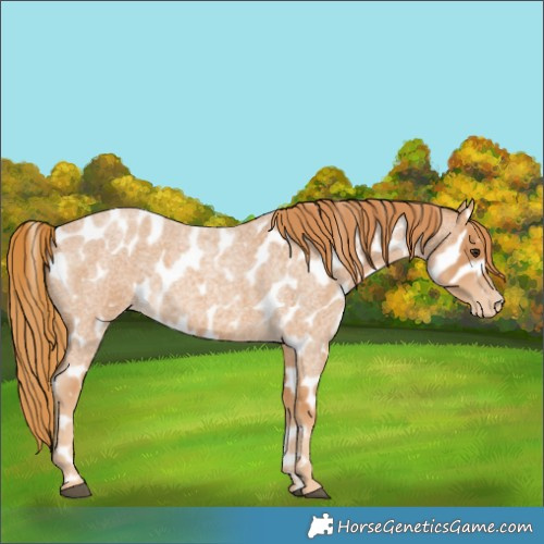 Horse Color:Red Roan Appaloosa 