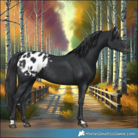 Horse Color:Black Appaloosa Rabicano 