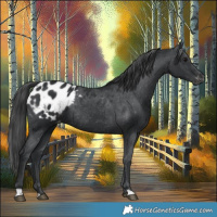 Horse Color:Black Appaloosa Rabicano