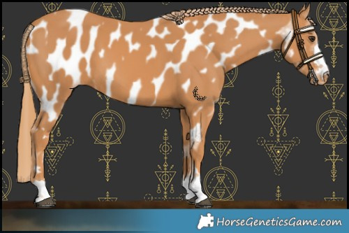 Horse Color:Chestnut Near Leopard 