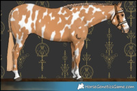 Horse Color:Chestnut Near Leopard