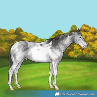 Horse Color:White Spotted Smoky Black Tobiano 