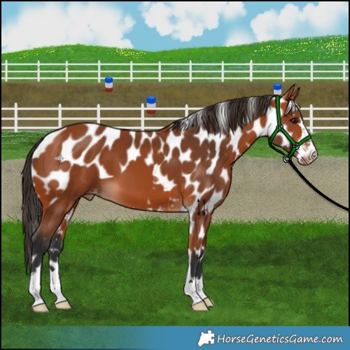Horse Color:Bay Skewed Appaloosa 
