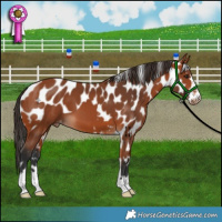 Horse Color:Bay Skewed LP Spotted 