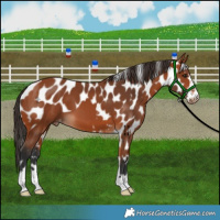 Horse Color:Bay Skewed Appaloosa