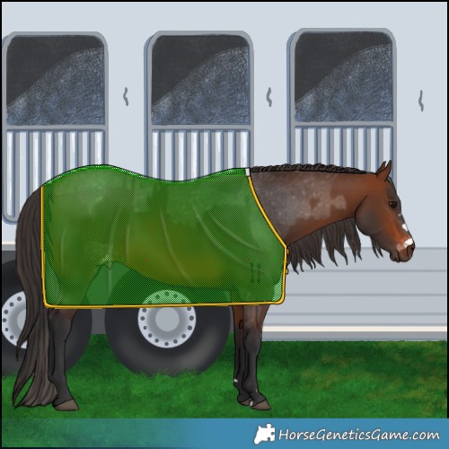 Horse Color:Brown Appaloosa Rabicano and Brown Rabicano