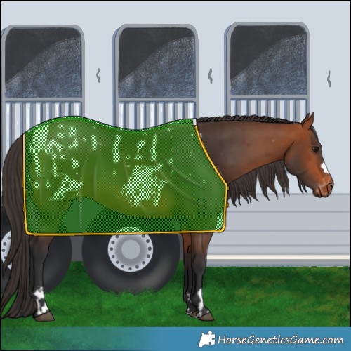 Horse Color:Bay Appaloosa Rabicano  and Bay Rabicano 