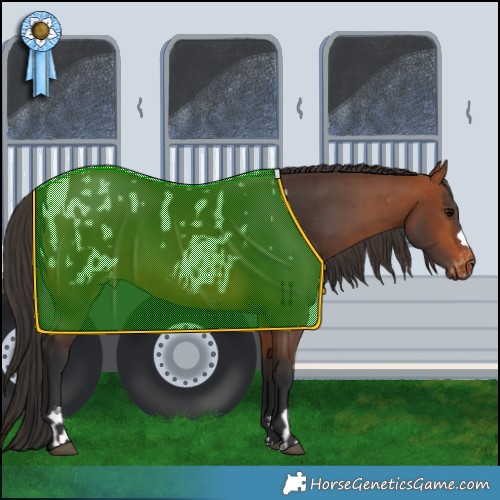 Horse Color:Bay Appaloosa Rabicano  and Bay Rabicano 