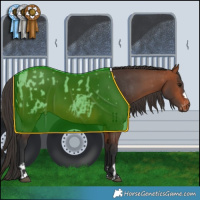 Horse Color:Bay Appaloosa Rabicano  and Bay Rabicano 