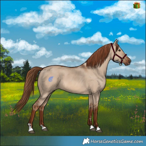 Horse Color:Red Dun