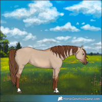 Horse Color:Red Dun 