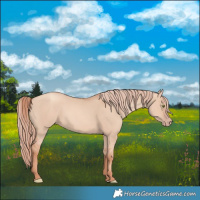 Horse Color:Gold Champagne Dun 