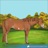 Horse Color:Chestnut Frame 