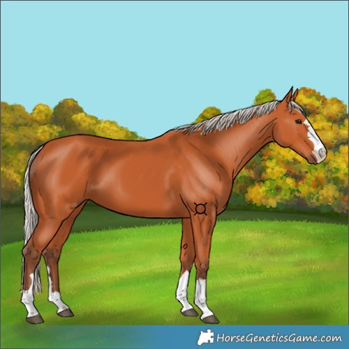 Horse Color:Silver Bay