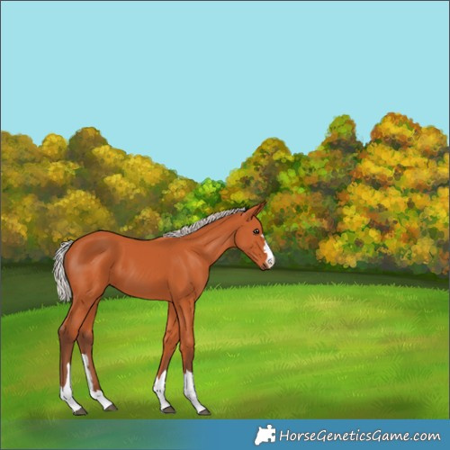 Horse Color:Silver Bay 