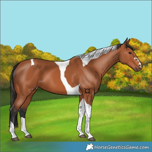 Horse Color:Bay Tobiano 