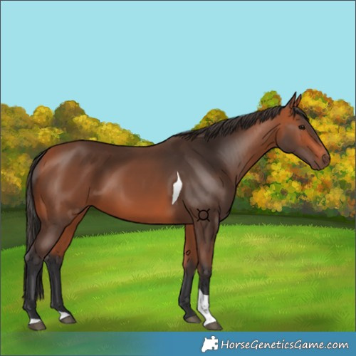 Horse Color:Bay Tobiano 