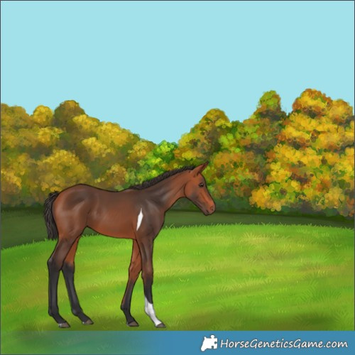 Horse Color:Bay Tobiano 