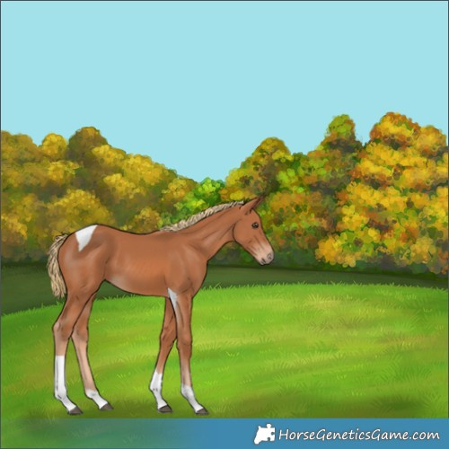 Horse Color:Chestnut Tobiano 