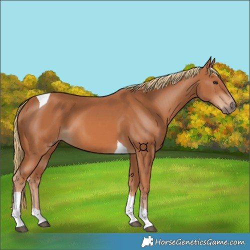 Horse Color:Chestnut Tobiano 