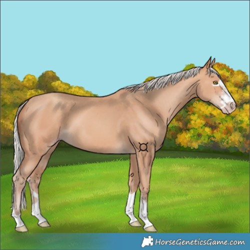 Horse Color:Silver Amber Champagne 