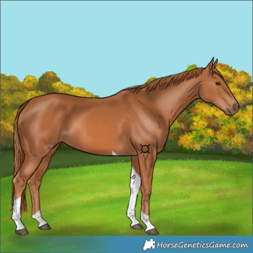 Horse Color:Chestnut Tobiano 