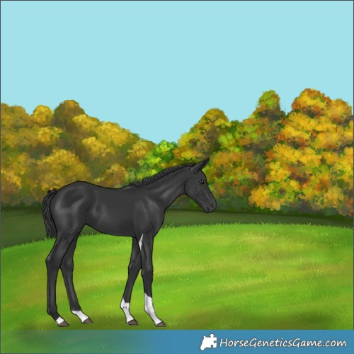 Horse Color:Black Tobiano 
