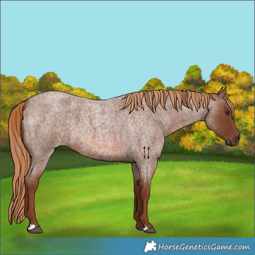 Horse Color:Red Roan 