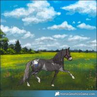 Horse Color:Smoky Black Merle Appaloosa and Smoky Black Merle