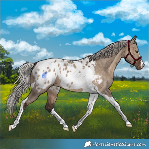 Horse Color:Silver Brown Dun Tobiano Appaloosa 