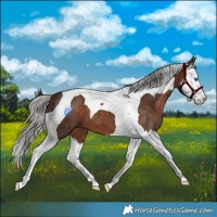 Horse Color:Silver Brown Splash Tobiano 