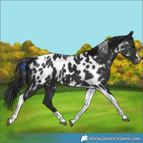 Horse Color:Black Tobiano Appaloosa