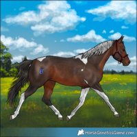 Horse Color:Bay Tobiano 