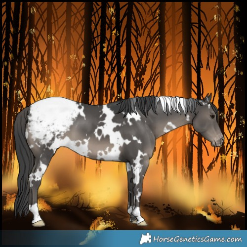 Horse Color:White Spotted Black Snowcap 