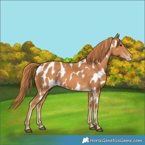 Horse Color:Chestnut Appaloosa 