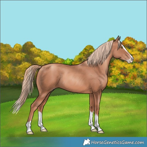 Horse Color:Gold Champagne Splash 
