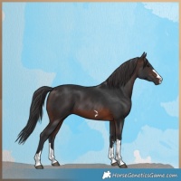 Horse Color:Brown 