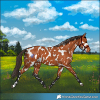 Horse Color:Bay Leopard 
