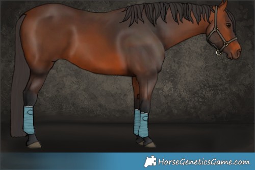 Horse Color:Bay Rabicano 