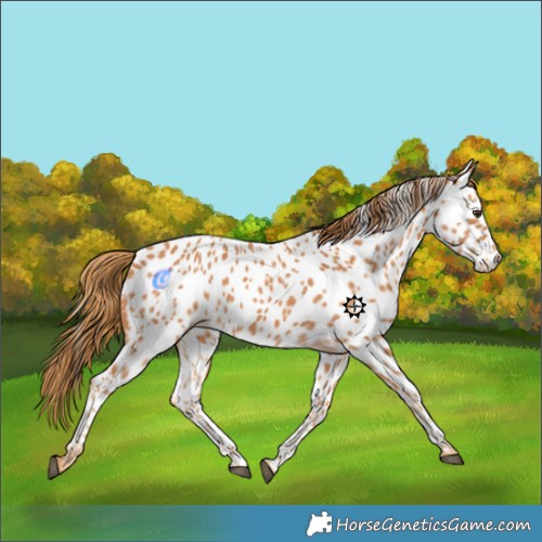 Horse Color:Chestnut Near Leopard