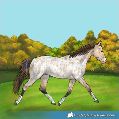 Horse Color:Bay Dun Appaloosa 