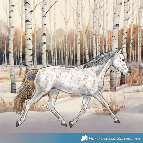 Horse Color:Chestnut Appaloosa 