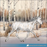 Horse Color:Chestnut Leopard