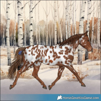 Horse Color:Chestnut Appaloosa 