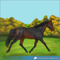 Horse Color:Bay Rabicano 